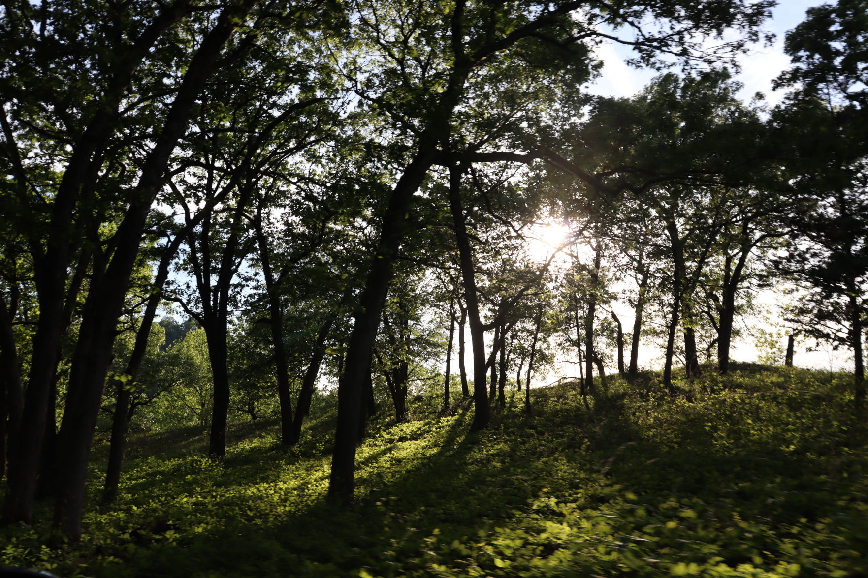Greenery